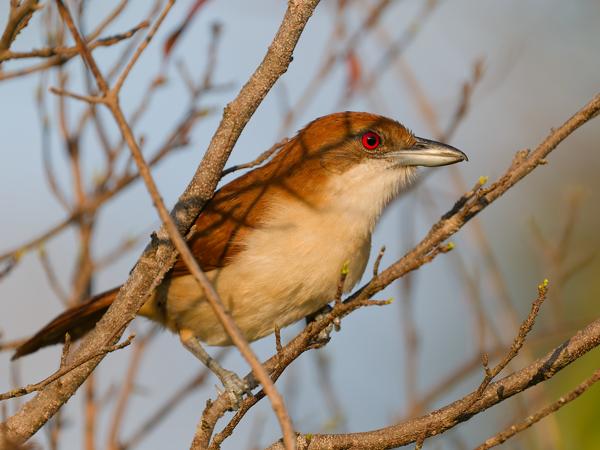 Grote mierklauwier (Taraba major)